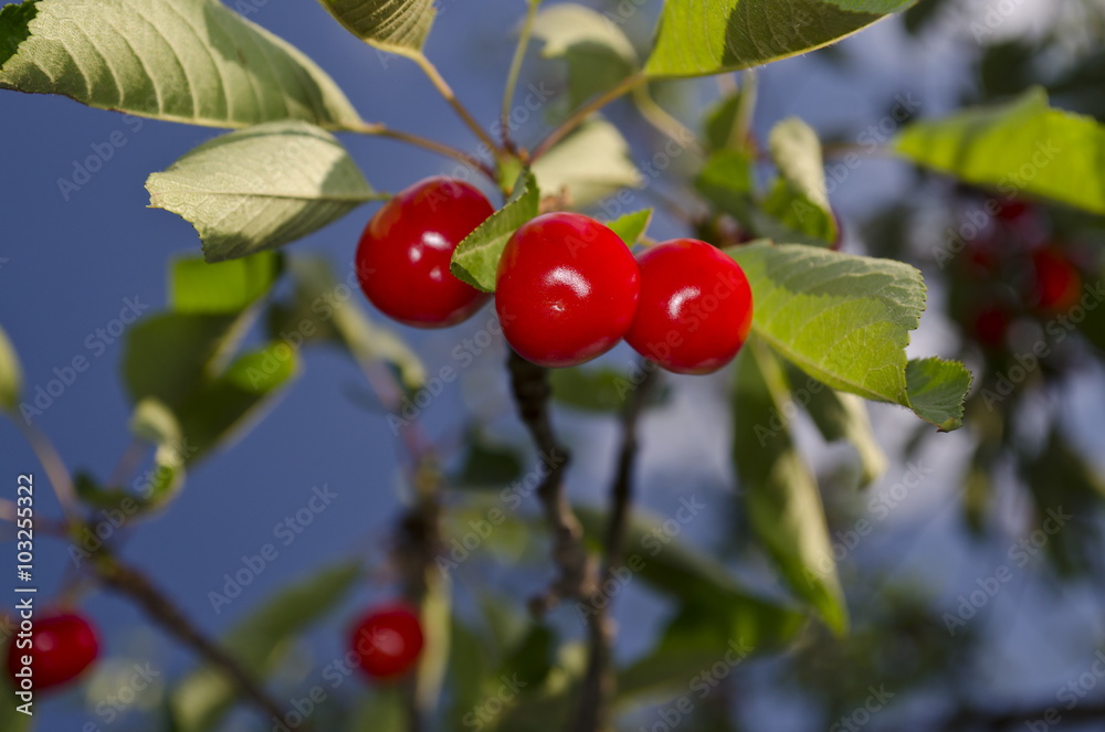 Red and sweet cherries on a branch in early summer