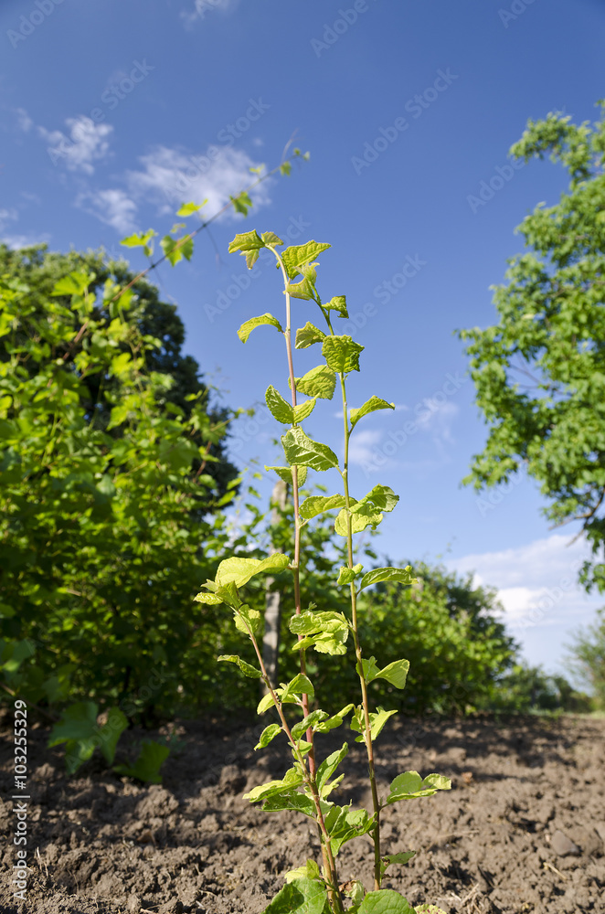 Spring background, young branches with leaves and buds