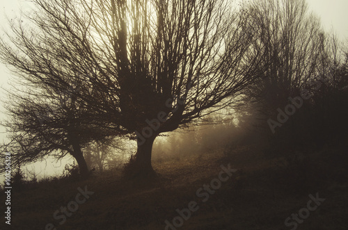 trees in dark morning lands...