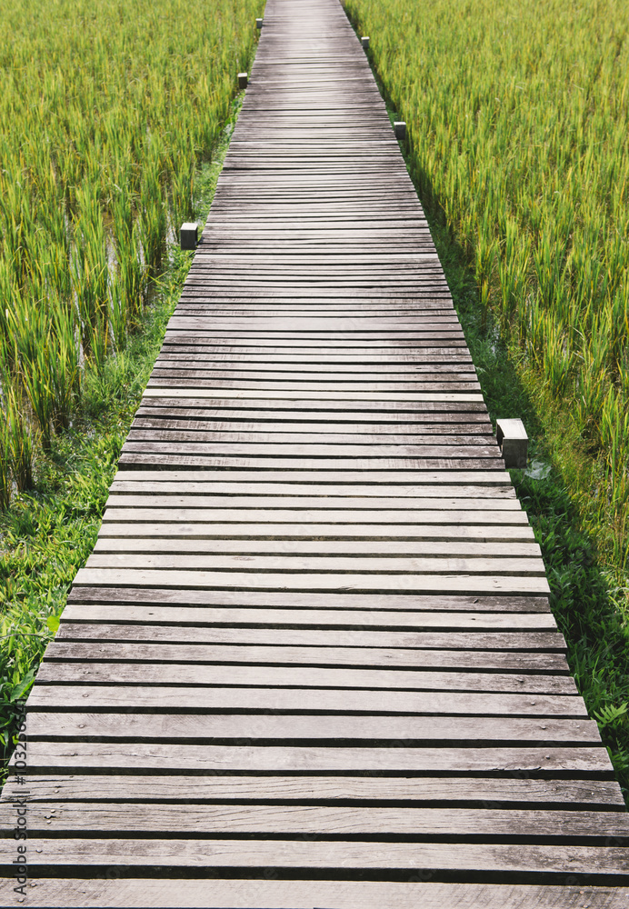 The path between rice field The path between rice field