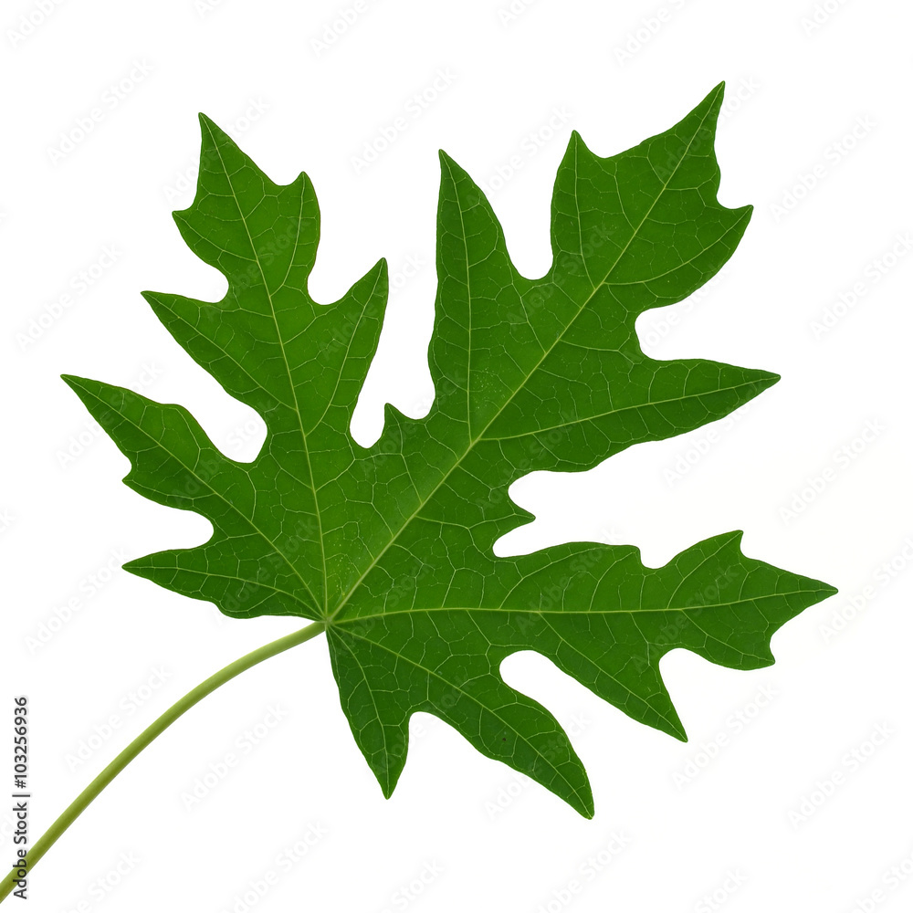 Fototapeta premium papaya leaf on white background