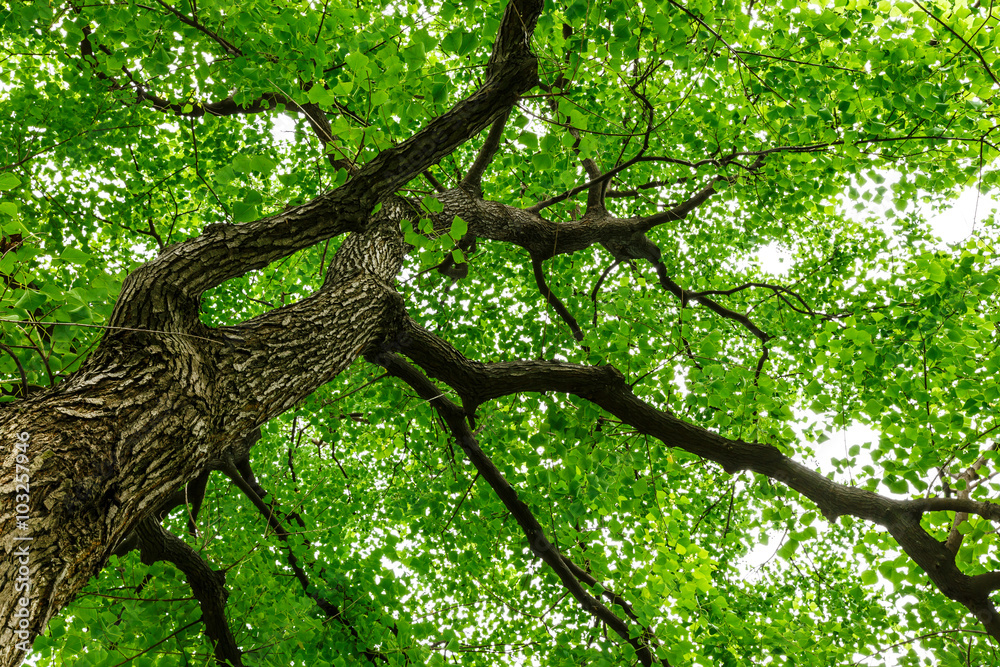 Green natural background of Chinese tallow trees in summer Green natural background of Chinese tallow trees in summer