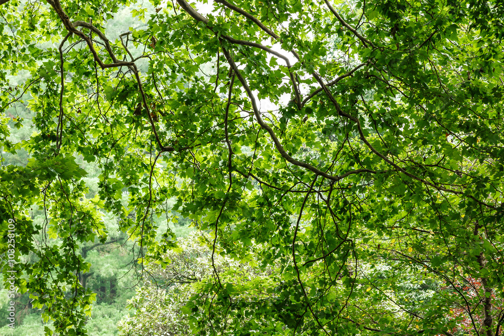 green tree leaves natural background in the summer green tree leaves natural background in the summer