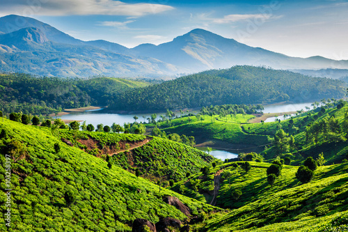 Fototapeta Tea plantations and river in hills. Kerala, India