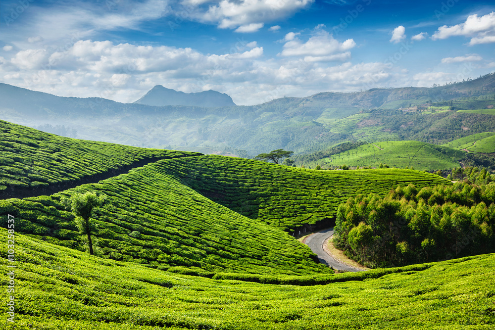 Fototapeta premium Tea plantations, Munnar, Kerala state, India
