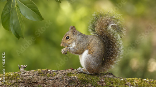 Squirrel on Branch © gridspot