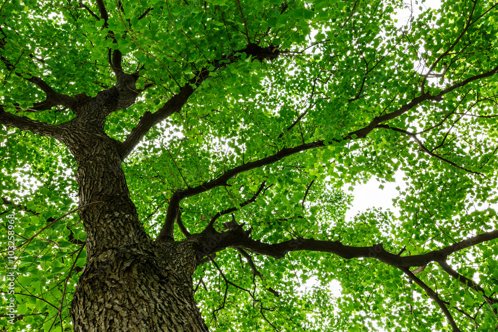 Fototapeta premium Green natural background of Chinese tallow trees in summer