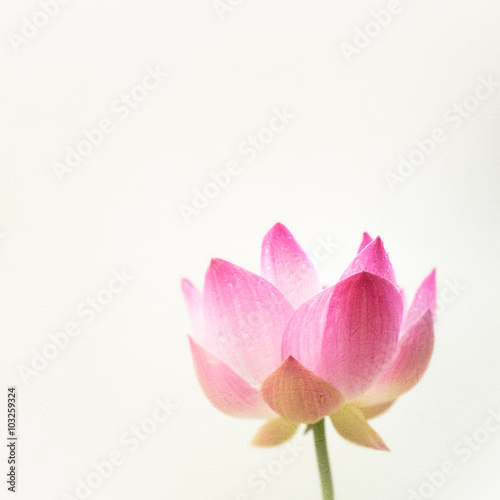 sweet pink lotus in soft color and blur style on mulberry paper texture 