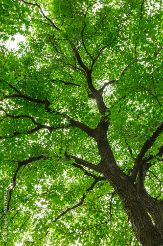 Green natural background of Chinese tallow trees in summer
