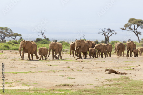 Canvas Print Elephant Herd in Kenya