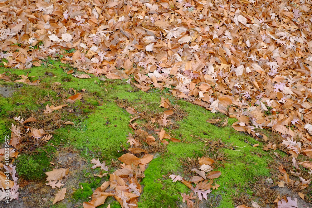 Colorful growing moss surrounded by fallen autumn leaves