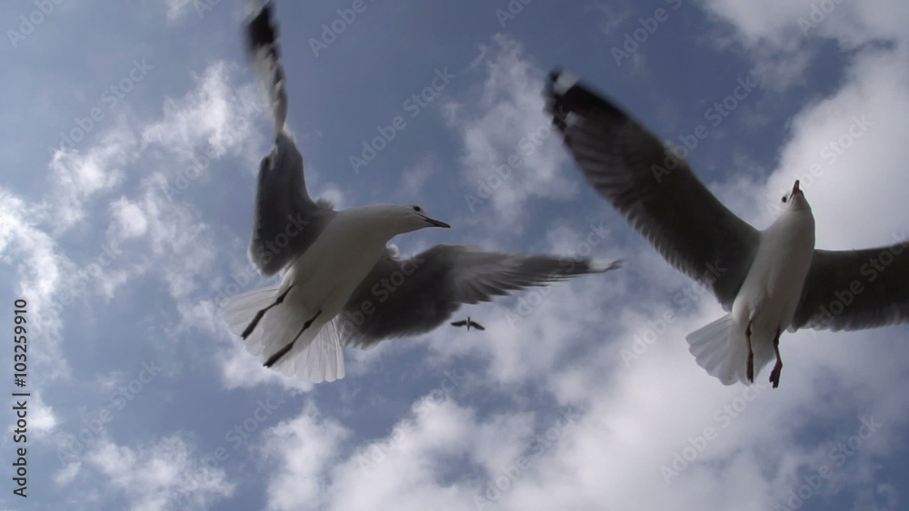 Seagulls flying in slow motion. Hartlaub's gull, Cape Town, South Africa Seagulls flying in slow motion. Hartlaub's gull, Cape Town, South Africa