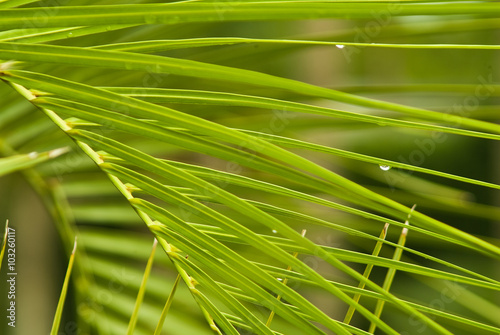 Green palm frond in the rain.