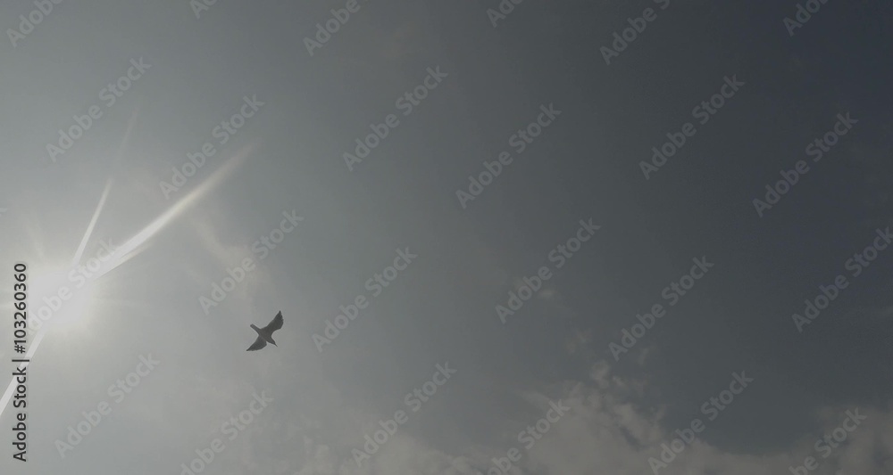Seagulls Flying in The Sky Under The Bright Rays of The Sun Seagulls Flying in The Sky Under The Bright Rays of The Sun
