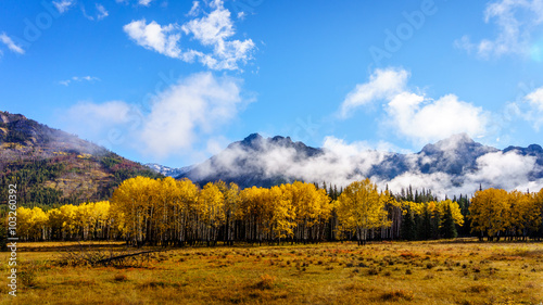 Fall Colours of deciduous trees in the Rocky Mountains in Banff National Park with a few low clouds drifting by in the Rocky Mountains in British Columbia, Canada