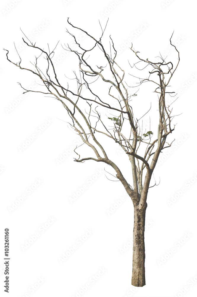 dry  tree on a white background