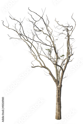 Fototapeta Naklejka Na Ścianę i Meble -  dry  tree on a white background
