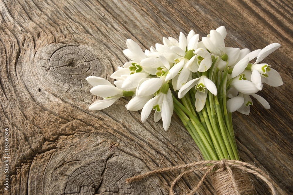snowdrops bunch on wooden background snowdrops bunch on wooden background
