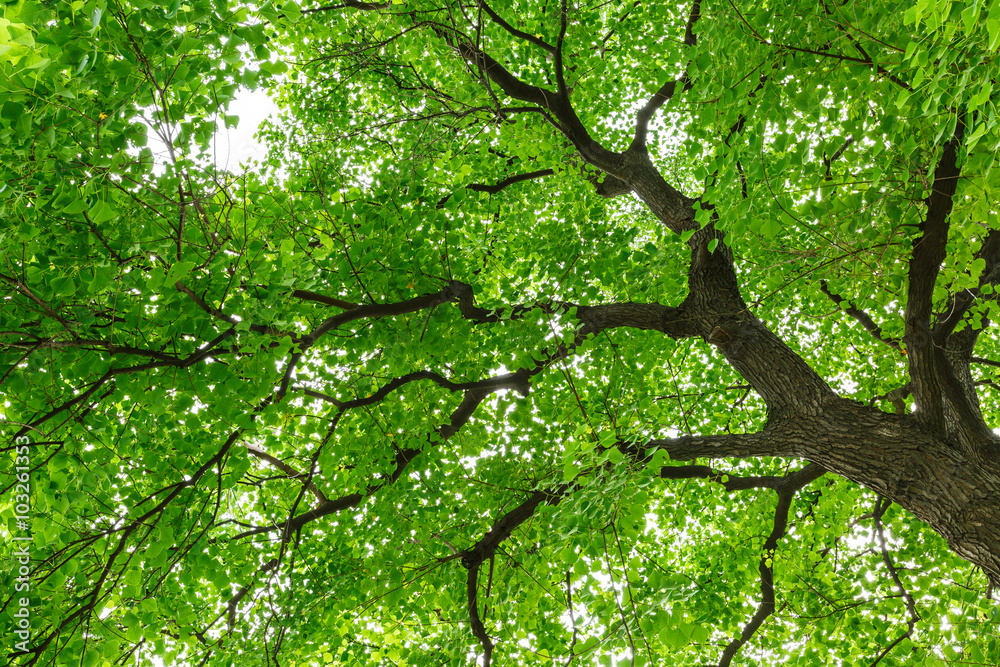 Green natural background of Chinese tallow trees in summer Green natural background of Chinese tallow trees in summer