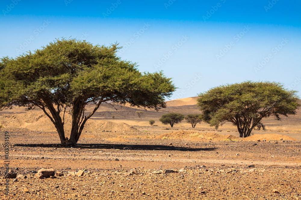 Lonely tree in desert Morocco