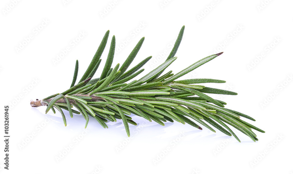 Fototapeta premium Rosemary isolated on white background