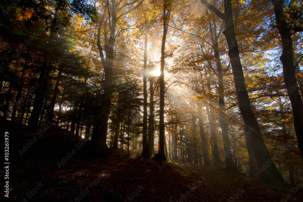 Fototapeta premium Herbstwald