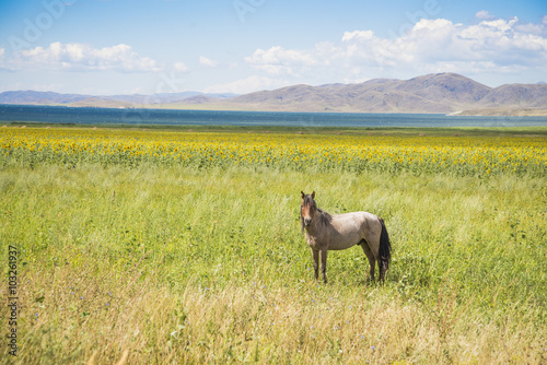 Wild horse on the shore of the reservoir Bukhtarma.