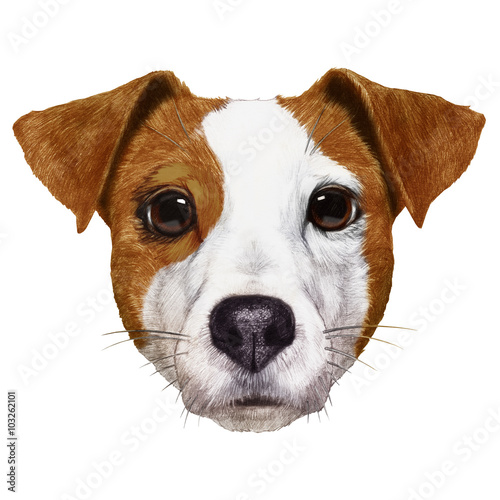 Portrait of Jack Russell. Hand-drawn illustration, digitally colored.