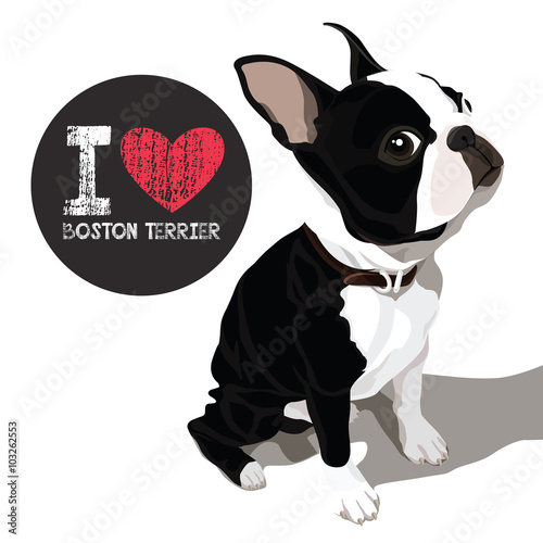 I Love Boston Terrier