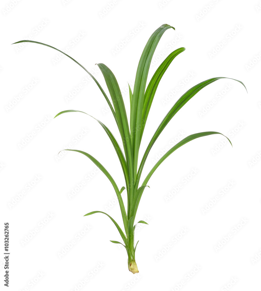 Obraz premium Pandan Leaves on white background
