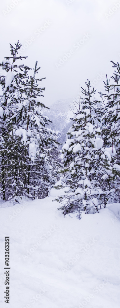 Wald mit Schnee