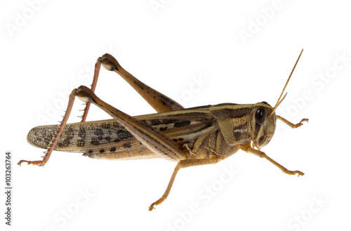 Locust isolated on white background photo