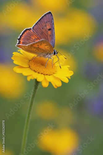 Closeup butterfly on flower - perfect macro view