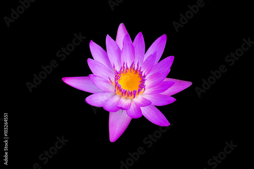 Isolated of purple lotus on black background
