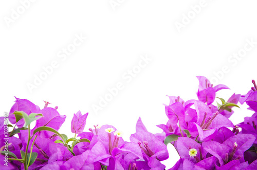 Purple Bougaville flower on bottom on white background