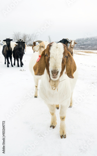 Lop-eared  goat on background herd  on a snowy field © Irina K.