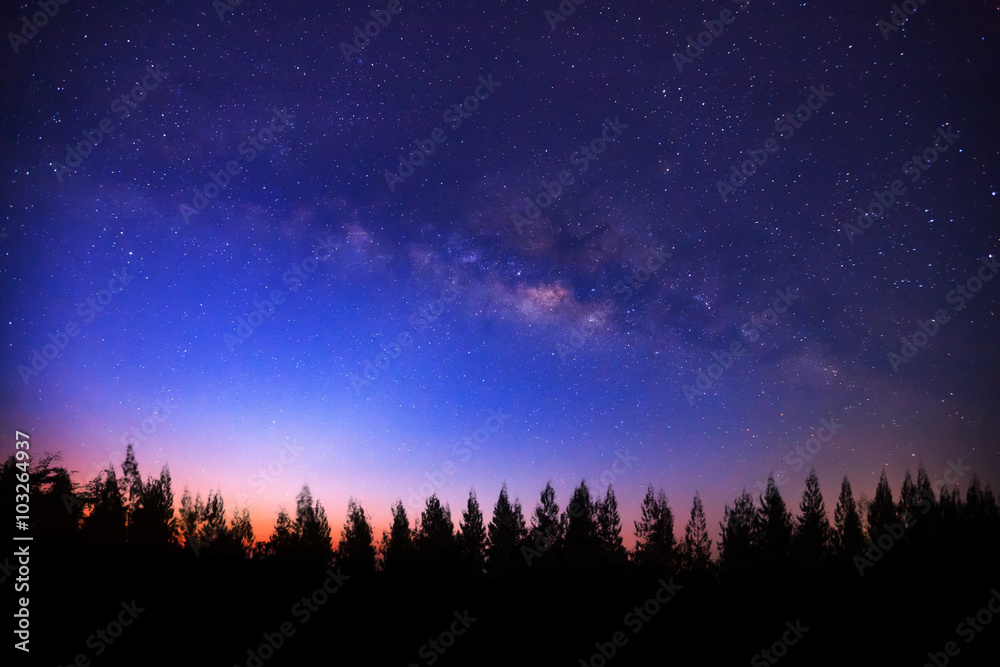 Beautiful milky way and silhouette of pine tree on a night sky b