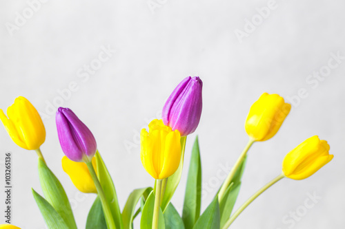 bunch of tulips. spring concept