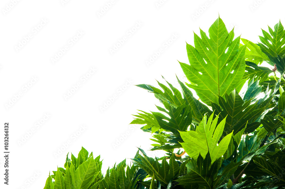 Fototapeta premium leaves with isolate