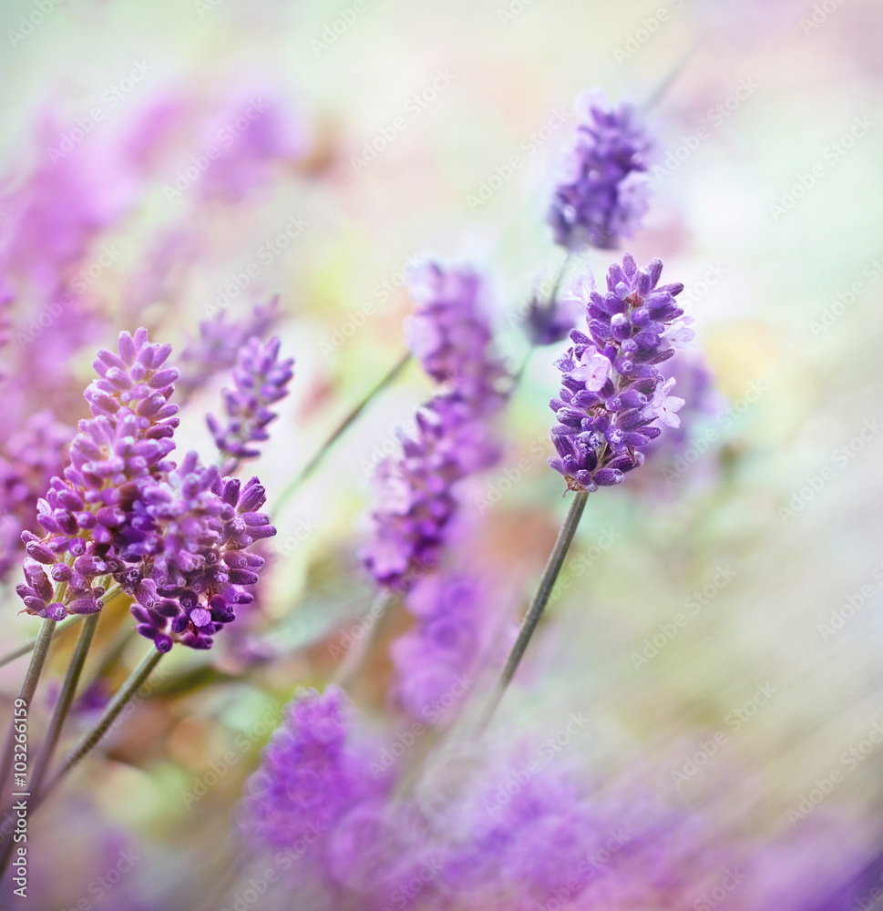 Obraz premium Soft focus on lavender flowers