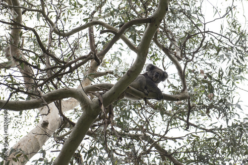 Fototapeta Naklejka Na Ścianę i Meble -  Oso Koala en la copa de un árbol de eucalipto, Great ocean road, Australia