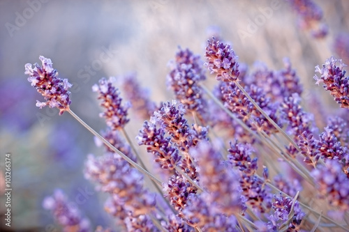Soft focus on beautiful lavender flowers