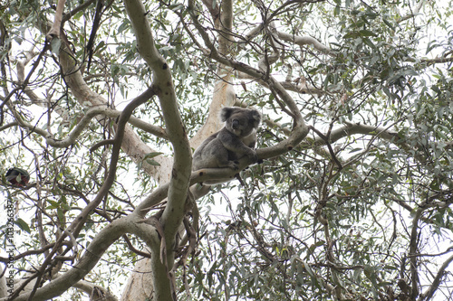 Oso Koala en la copa de un árbol de eucalipto, Great ocean road, Australia