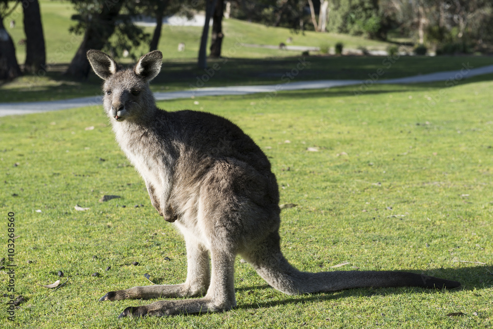 Primer plano de un canguro en un campo. Australia Primer plano de un canguro en un campo. Australia