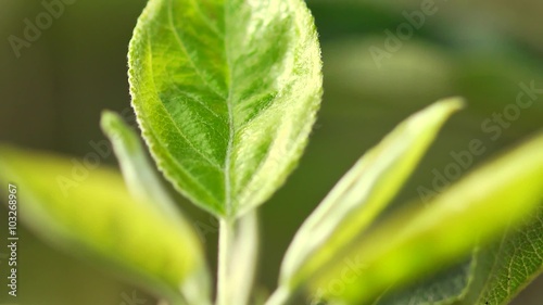 The leaves  Apple trees