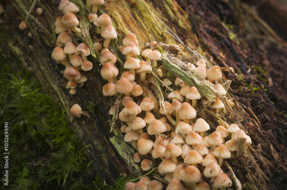 Sulphur Tuft fungus, Hypholoma fasciculare, growing on a dead stump in Mabie Forest, Dumfries, Scotland Sulphur Tuft fungus, Hypholoma fasciculare, growing on a dead stump in Mabie Forest, Dumfries, Scotland