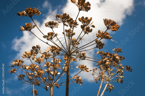 Obraz na plátně Dead seed heads of the Cow Parsley plant, Anthriscus sylvestris, against a blue
