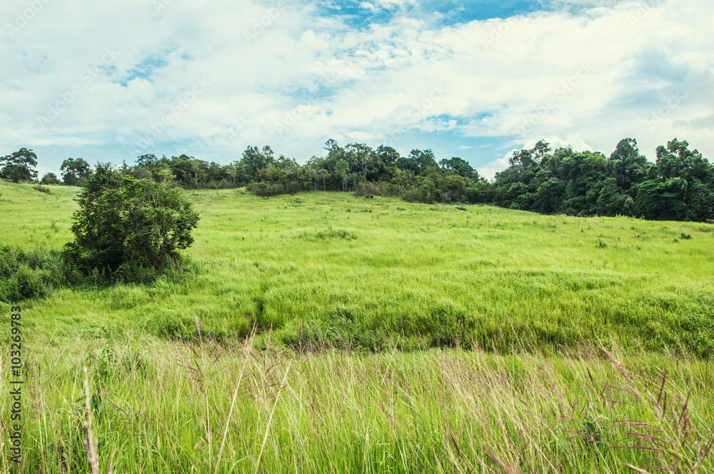 Heavy dew fills this prairie tall grass scene Heavy dew fills this prairie tall grass scene