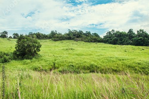 Heavy dew fills this prairie tall grass scene