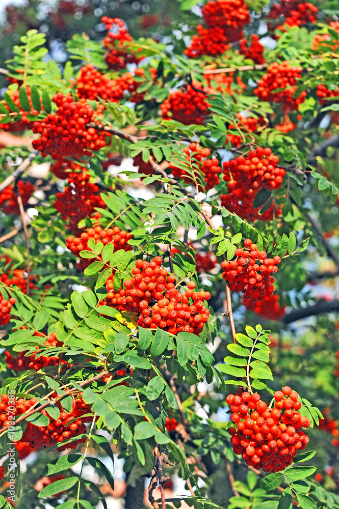 Rowan berries, Mountain ash (Sorbus) Rowan berries, Mountain ash (Sorbus)